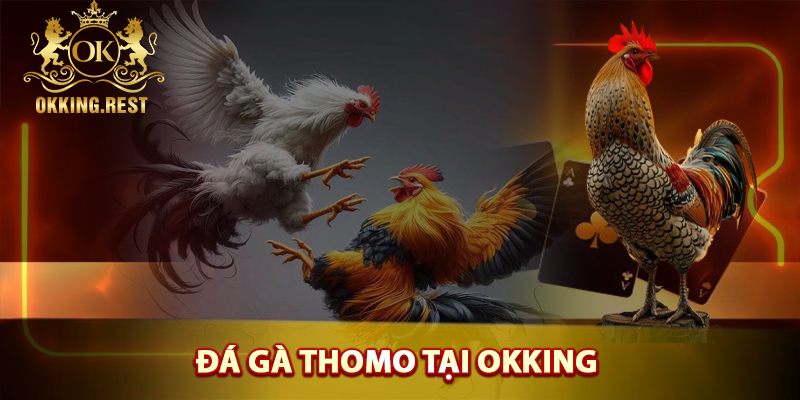 ĐÁ GÀ THOMO