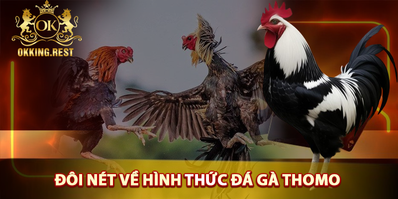 Tổng quan về đá gà Thomo