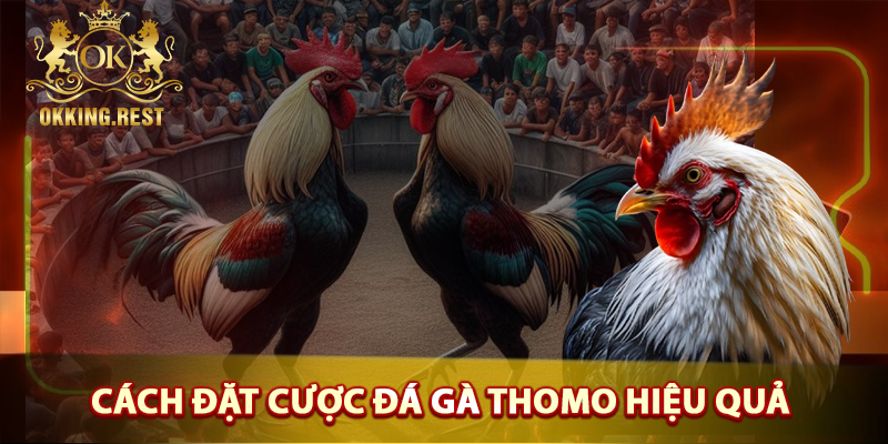 Cách đặt cược đá gà thomo hiệu quả cho tân thủ
